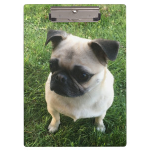 Pranchetas Pug Puppy Photo