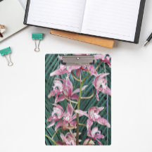 Pulverização das Orquídeas de Cymbidium Rosa