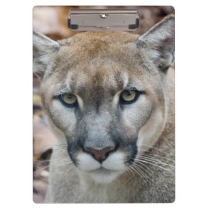 Pranchetas Puma, leão-da-montanha, pantera-da-flórida, Puma
