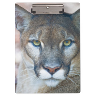 Pranchetas Puma, leão-da-montanha, pantera-da-flórida, Puma 2