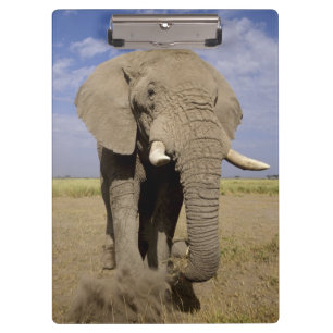 Pranchetas Quênia: Parque Nacional de Amboseli, elefante mach
