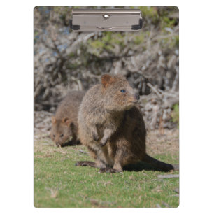 Pranchetas Quokas bonitos e felizes na Austrália