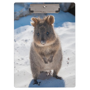 Pranchetas Quokka bonito e feliz na praia Austrália