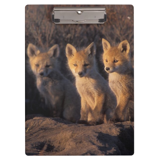 Pranchetas raposa-vermelha, Vulpes vulpes, filhotes (Frente)