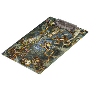 Pranchetas Rãs e Sapos Vintages Batrachia por Ernst Haeckel