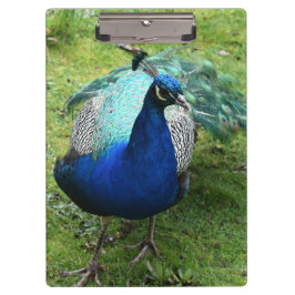 Pranchetas Regal Peacock Power