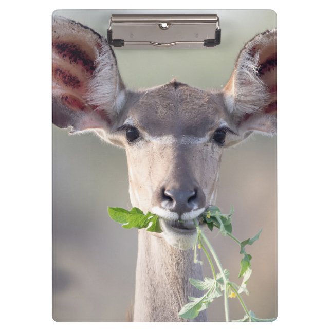 Pranchetas Retrato de Kudu (Frente)