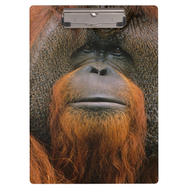Pranchetas Retrato de Orang-utango Macho, Geórgia, EUA (Frente)