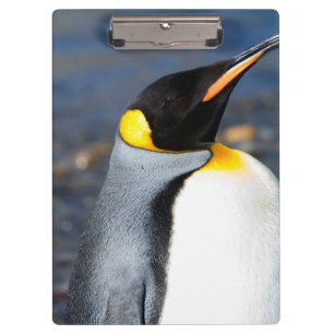 Pranchetas Retrato de pinguim