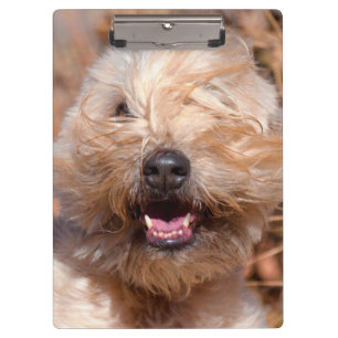 Pranchetas retrato de Soft Coated Wheaten Terrier