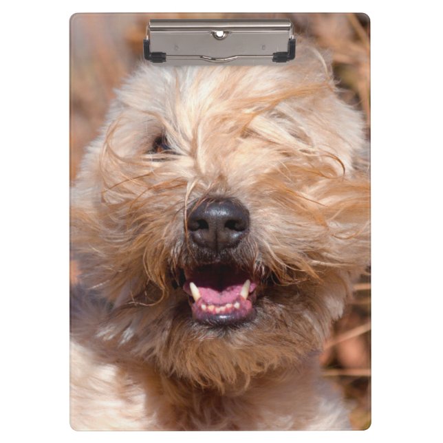 Pranchetas retrato de Soft Coated Wheaten Terrier (Frente)