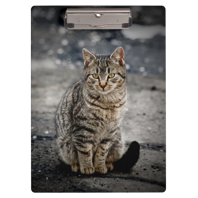 Pranchetas Retrato de um gato (Frente)