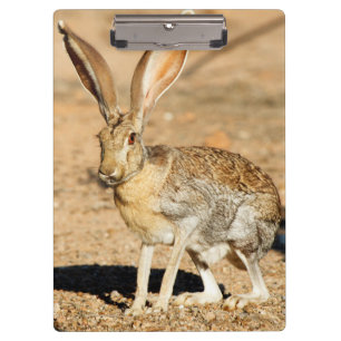 Pranchetas Retrato do lebre-pronghorn, Arizona