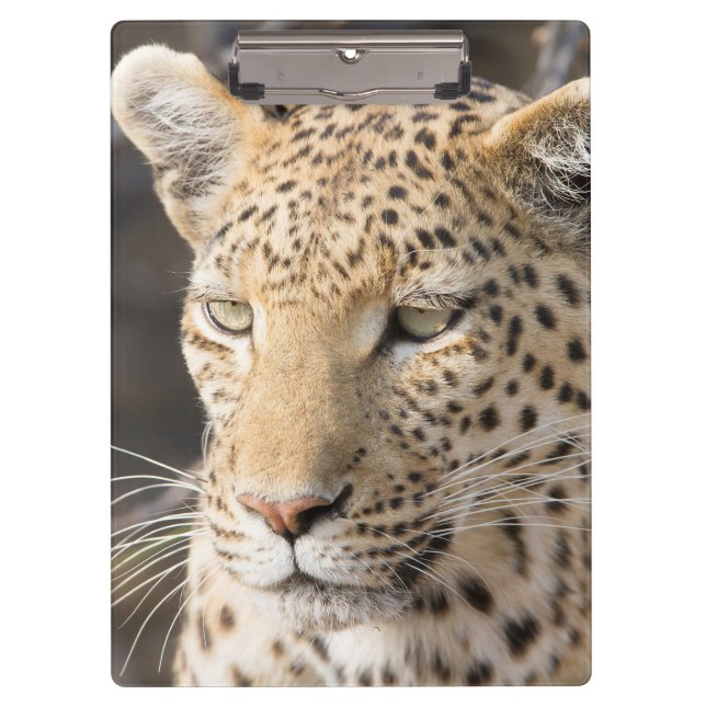 Pranchetas Retrato leopardo (Frente)