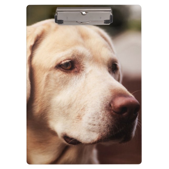 Pranchetas Retriever de Labrador (Frente)