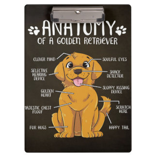 Pranchetas Retriever Ouro de Anatomia | Ouro Retriever Lover 