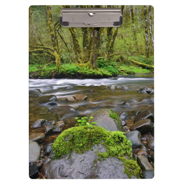 Pranchetas Rio em floresta verde, Oregon (Frente)