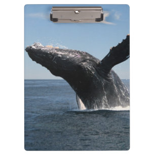 Pranchetas Rompimento adulto da baleia de Humpback
