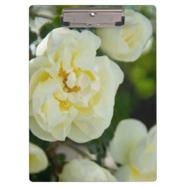 Pranchetas Rosas brancas, brancas, brancas, para positivas