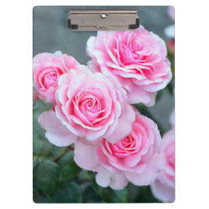 Pranchetas Rosas cor-de-rosa bonitos
