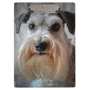 Pranchetas Rosto de Cachorro Schnauzer