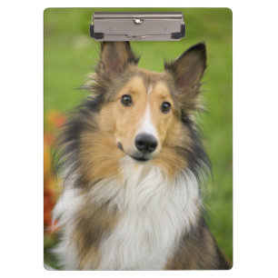 Pranchetas Rough Collie, cão