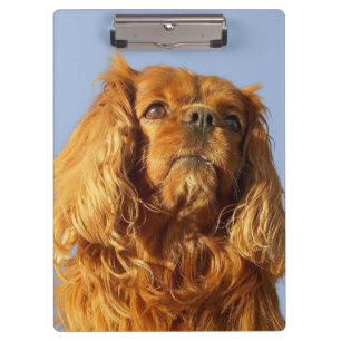 Pranchetas Ruby Cavalier King Charles Spaniel - Área de Tran
