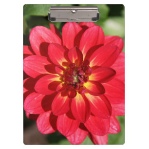 Pranchetas Ruby Red Dahlia Flower