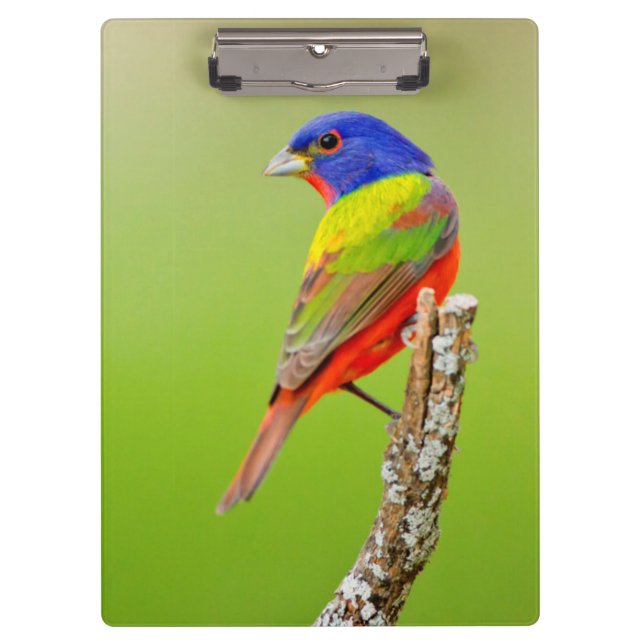 Pranchetas Safiordo-pintado (Passerina ciris) Macho Empoleira (Frente)