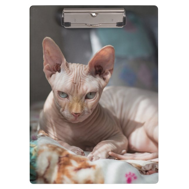 Pranchetas Salto de Gato Bonito sem Peles (Frente)