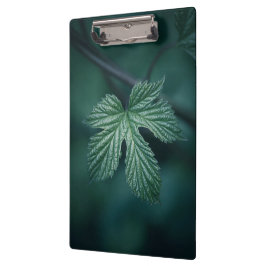 Pranchetas Salto Humulus Foto da natureza Folha