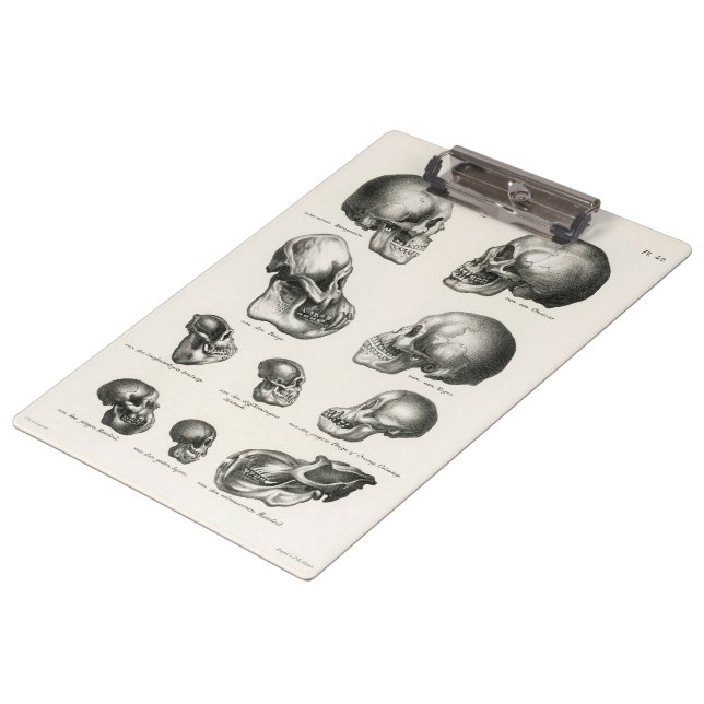 Pranchetas Schinz de Visser Human Monkey & Ape Skulls (Inclinado)