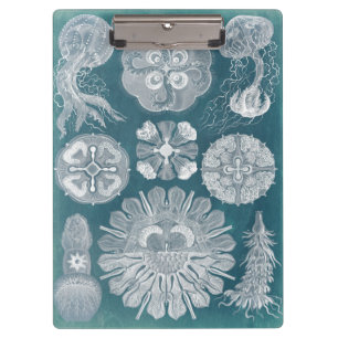 Pranchetas Sealife Blueprint IV