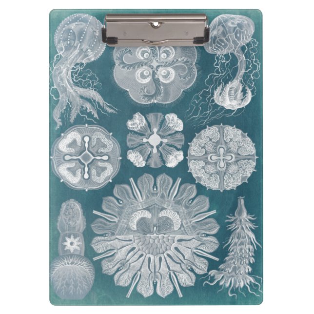 Pranchetas Sealife Blueprint IV (Frente)