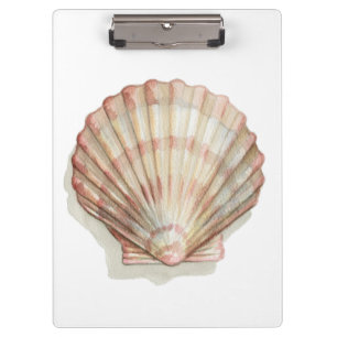 Pranchetas Seashell Rosa e Cream