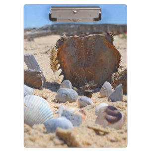 Pranchetas Seashells on Beach por Shirley Taylor