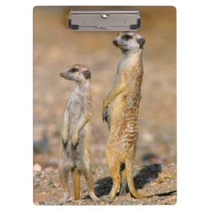 Pranchetas Sentinelas de Meerkat (Suricata Suricatta), Karas