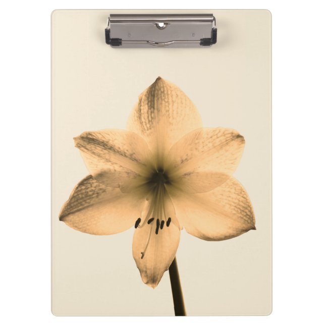 Pranchetas sepia amaryllis (Frente)