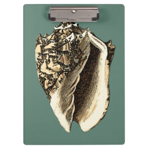 Pranchetas Shell de Conch Teal