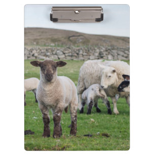 Pranchetas Shetland Sheep
