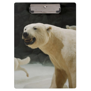 Pranchetas Sorrir forçadamente do urso polar