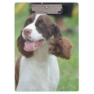 Pranchetas Spaniel de Springer bonito