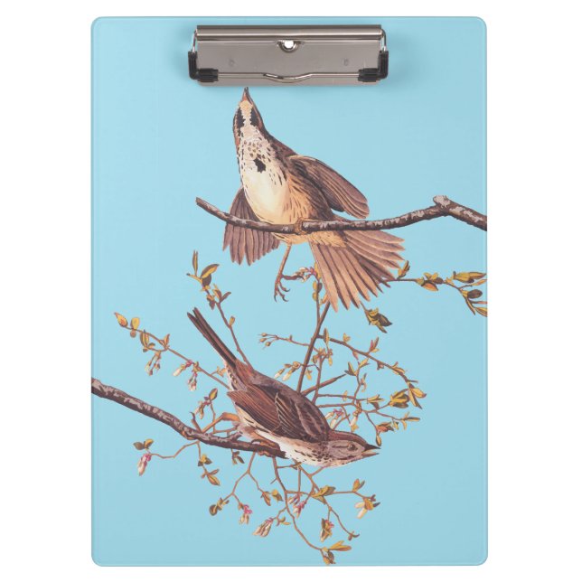 Pranchetas Sparrow Audubon Song com Aranha Pequena (Frente)