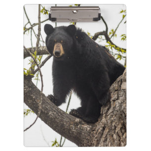 Pranchetas Subindo Urso Negro
