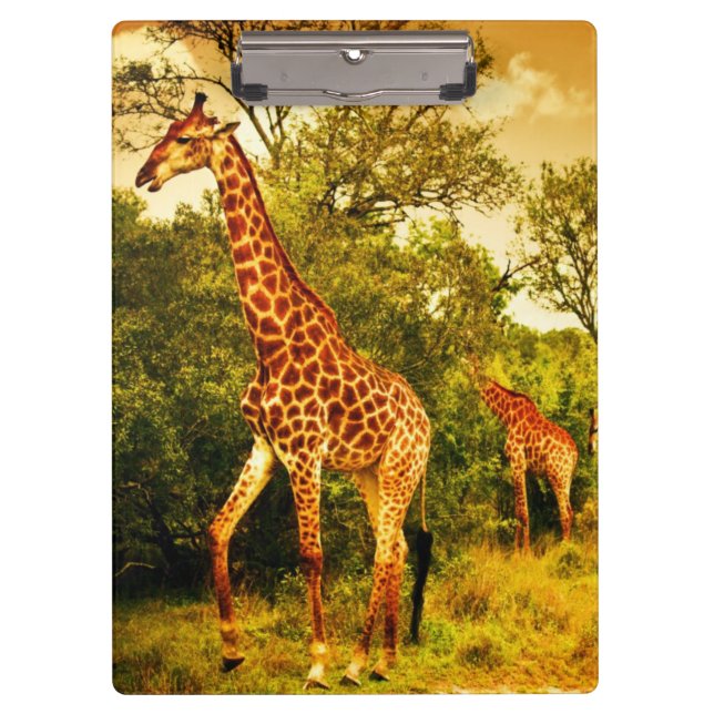 Pranchetas Sul - girafas africanos (Frente)