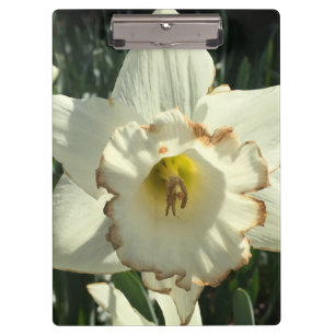 Pranchetas Surpreendente Daffodil Branco