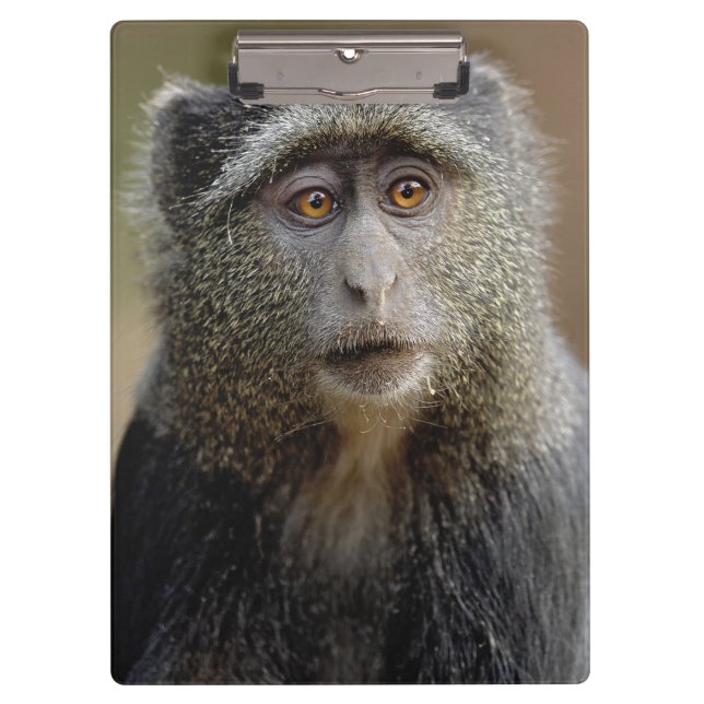 Pranchetas Sykes ou Macaco Azul, Cercopithecus mitis, (Frente)