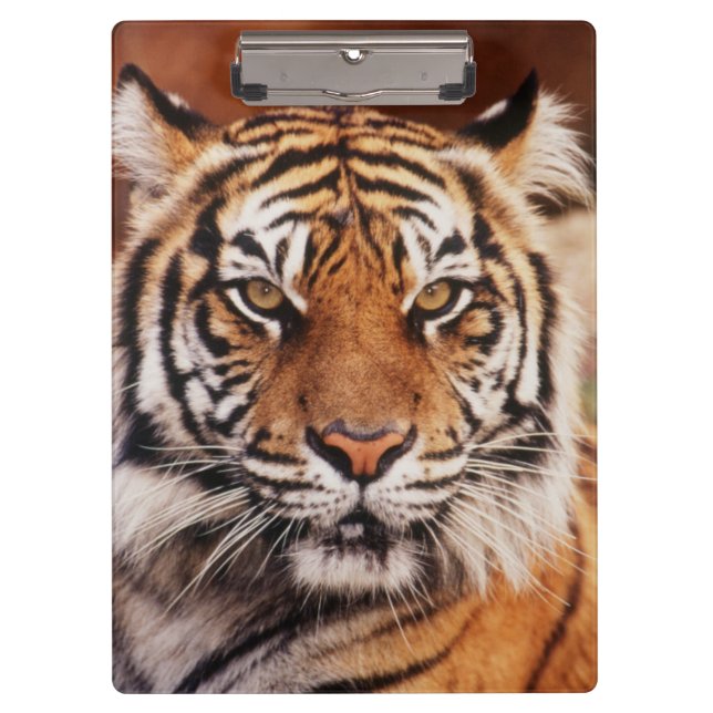 Pranchetas Tigre-de-sumatra (Frente)