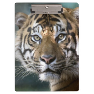 Pranchetas Tigre-de-sumatra macho (Panthera tigris sumatrae)