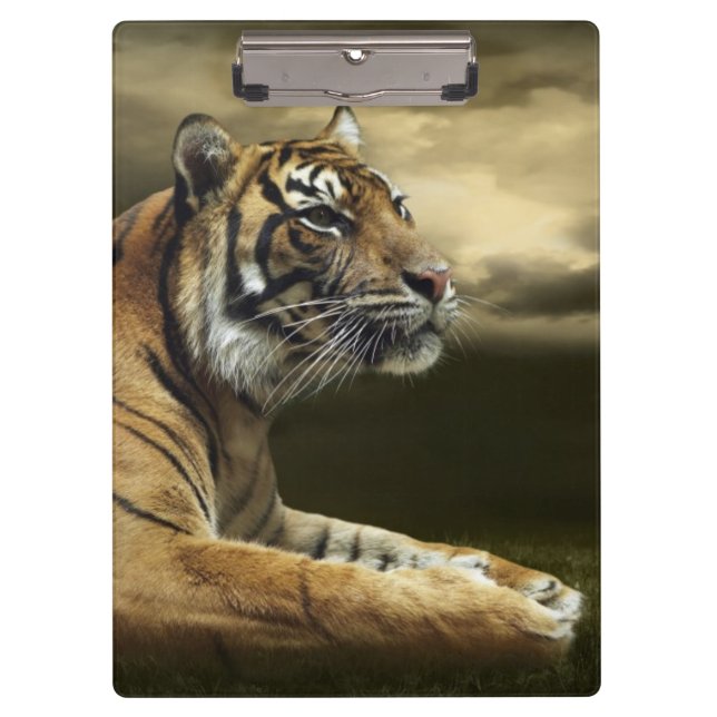 Pranchetas Tigre que olha e que senta-se sob o céu dramático (Frente)